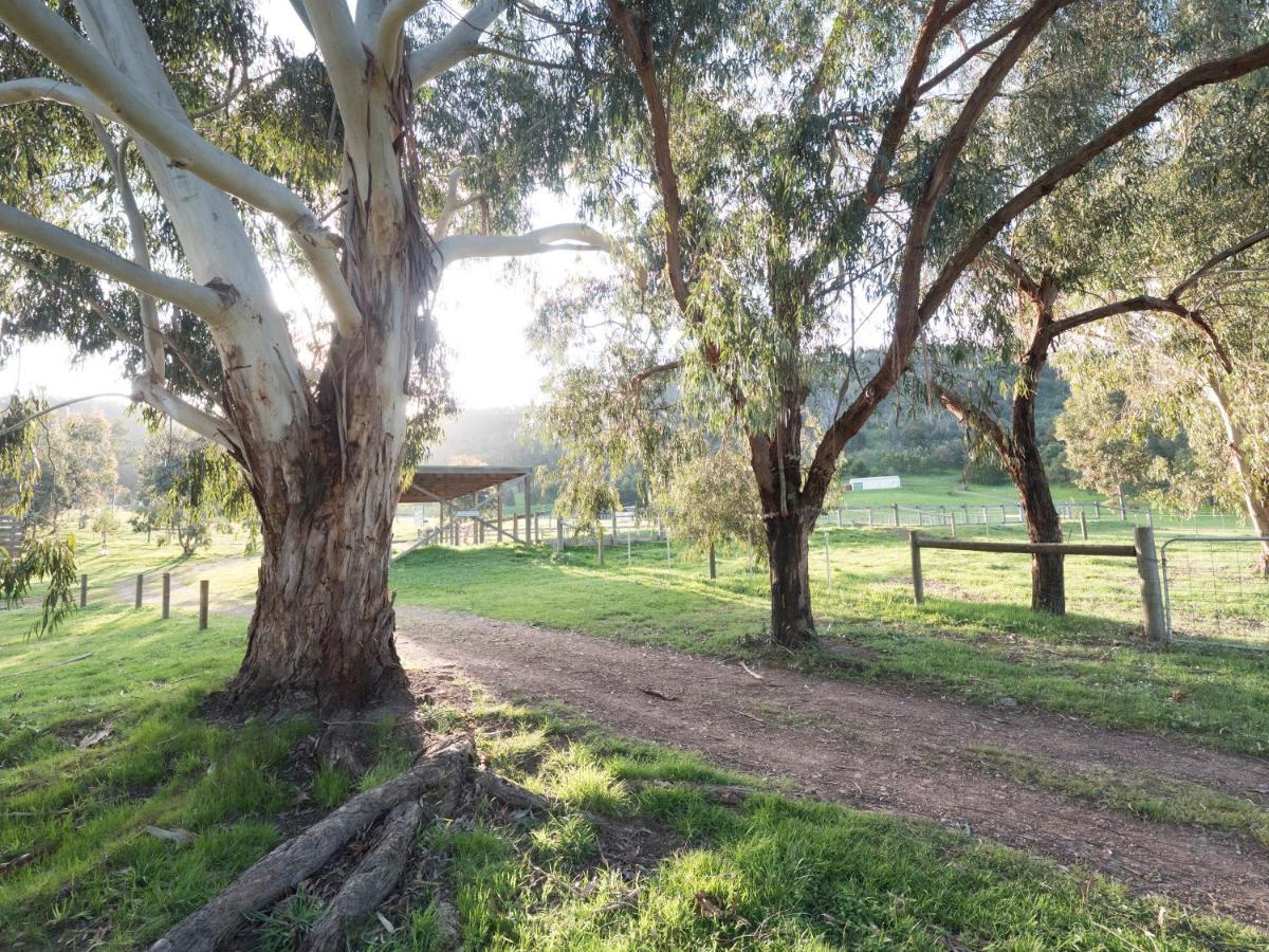 Halls On Falls Homestead Strath Creek Exterior foto